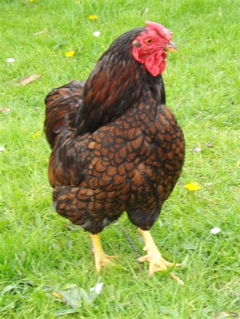 Wyandotte For Sale Chickens Breed Information Omlet