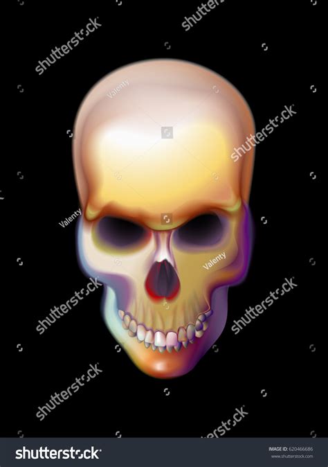 Human Skull Anatomy Colorfull Image Vector Stock Vector Royalty Free