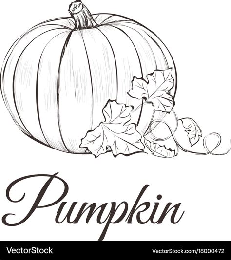 Pumpkin Sketch Drawing With Leaves Royalty Free Vector Image