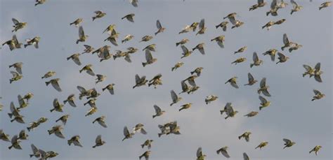 Bird migration – News, Research and Analysis – The Conversation – page 1