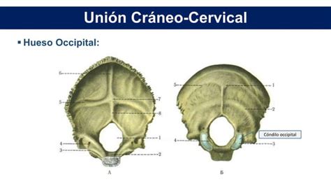 Anatomía de columna cervical PPT