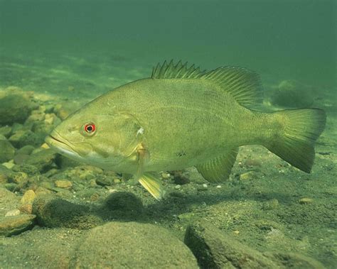 Hd Wallpaper Gray Fish Underwater Bass Smallmouth Resolution High