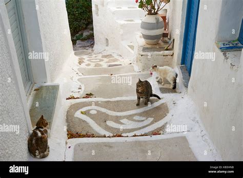 Three Cats Hi Res Stock Photography And Images Alamy