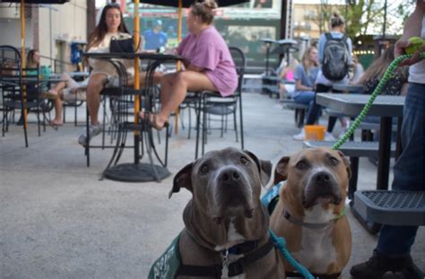 Top 5 Dog-Friendly Restaurants in Athens, GA | Patios & Bars