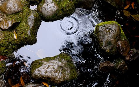 Fotos Gratis Naturaleza Rock Soltar Hoja Gota De Agua Estanque