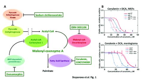 Differential Effects Of Manipulating Malonyl CoA Levels In Nf2 Null