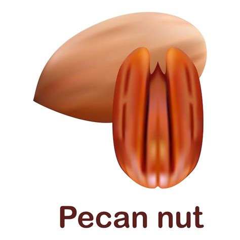 Premium Vector Pecan Nut Icon Realistic Illustration Of Pecan Nut