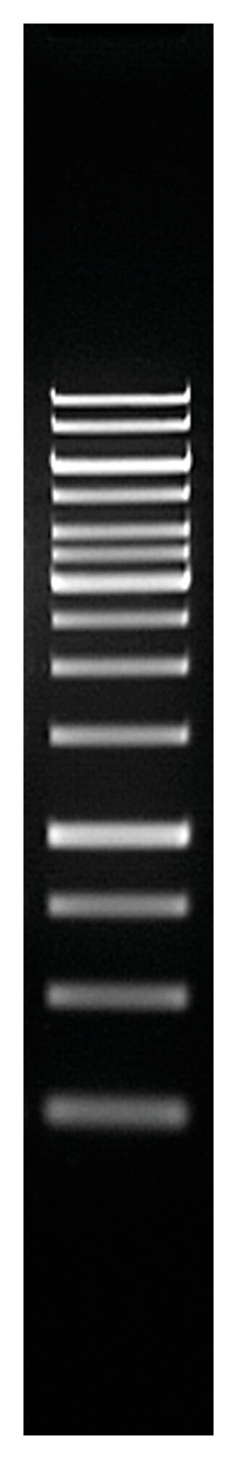 Thermo Scientific Generuler Kb Dna Ladder Biochemicals And Reagents