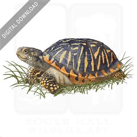 Eastern Box Turtle Waving SVG Cut File Eastern Box Turtle Svg Eastern