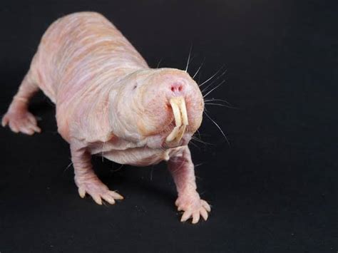 Some of the World's Ugly Animals - MediVoice