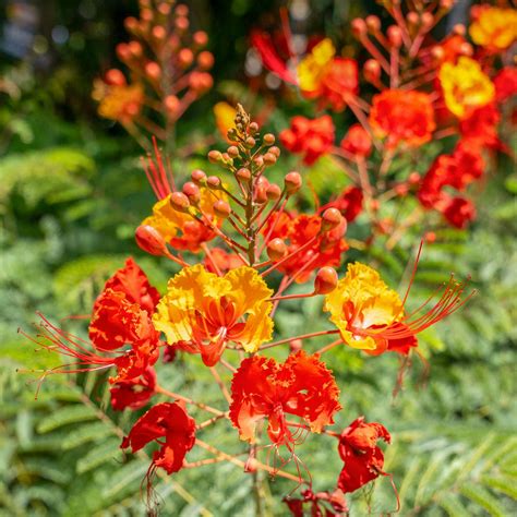 Red Mexican Bird Of Paradise Shrubs Moon Valley Nurseries