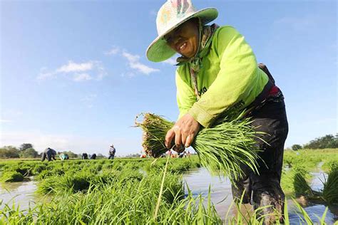 Duterte Signs Rice Farmer Cash Assistance Bill Into Law Businessworld