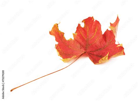 Red autumn maple leaf Stock Photo | Adobe Stock