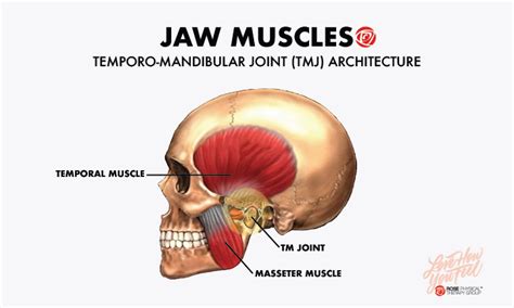 Treating Tmj With Trigger Point Dry Needling Physical Therapy Rose