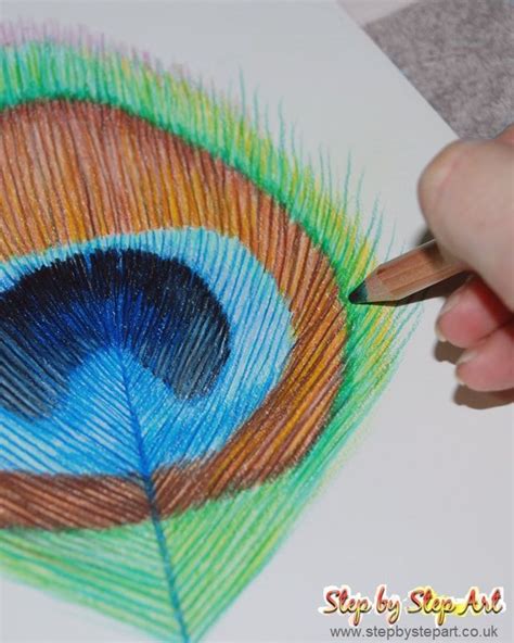 Peacock Feather Tutorial Coloured Pencils Step By Step Art Art