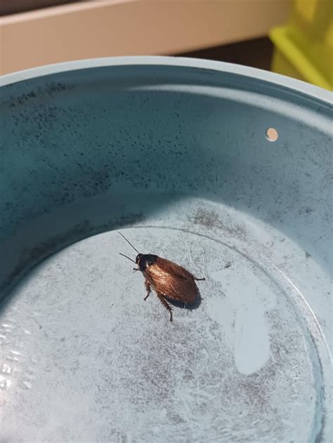 Roach in south florida : r/whatsthisbug