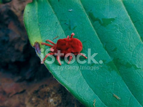 Red Velvet Mite Stock Photo | Royalty-Free | FreeImages