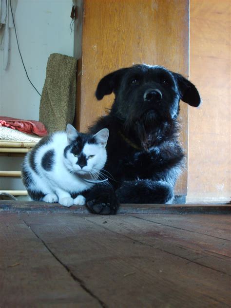 Dog and cat - best friends | Copyright-free photo (by M. Vorel) | LibreShot