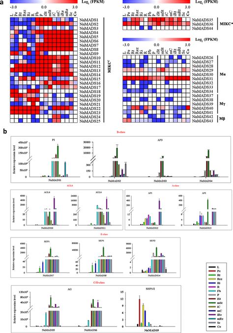 The Expressional Patterns Of Nnmads Genes In Different Tissues Of N