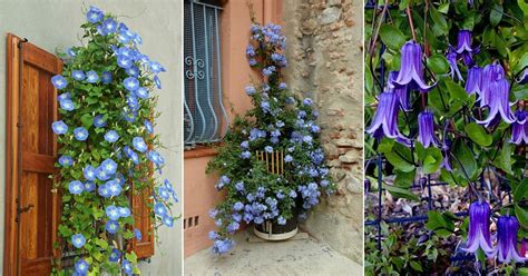 13 Stunning Vines Climbers With Blue Flowers Balcony Garden Web