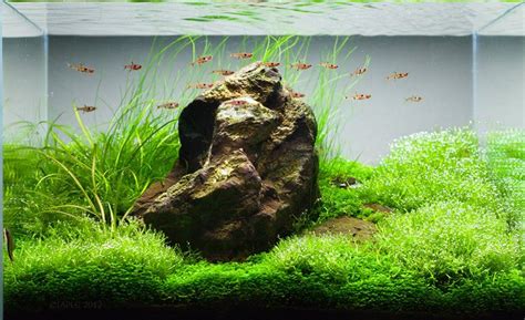 Top Iaplc The International Aquatic Plants Layout Contest