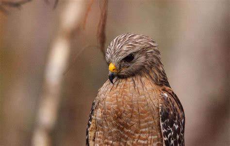 Hawks In Illinois: 10 Spectacular Species You Need To See