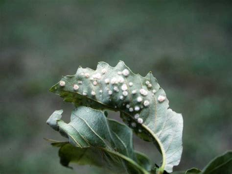 White Oak Diseases And Pests