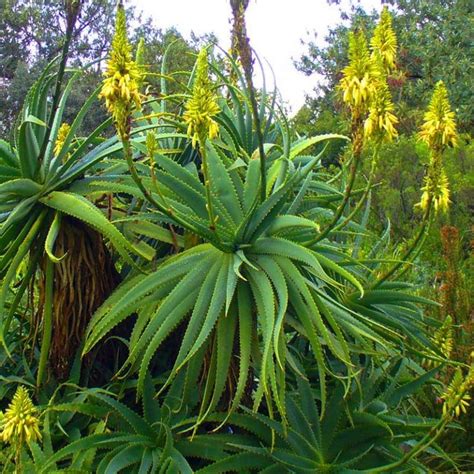 For Sale Aloe Arborescens Lime Light Yellow Krantz Aloe