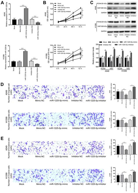 Effects Of MiR 1225 5p On A549 And H1299 Cell Proliferation Migration