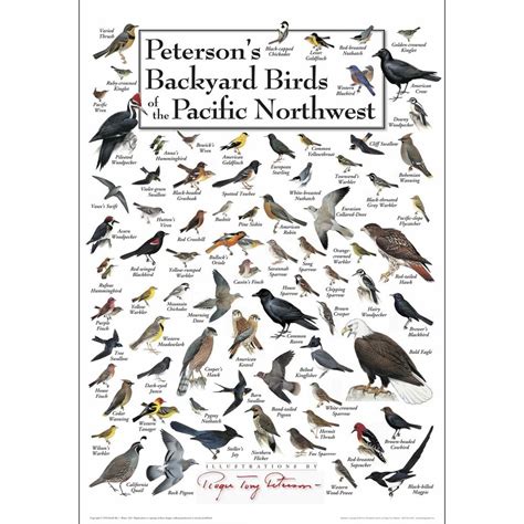 Peterson S Backyard Birds Of The Pacific Northwest Poster