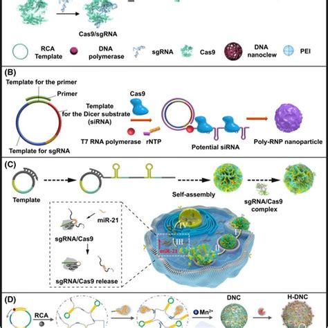 Rcaderived Nucleic Acid Nanostructures For Crispr Cas Delivery