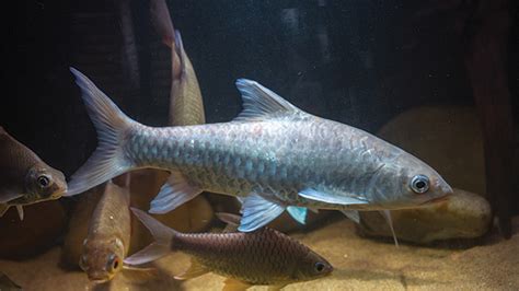 Ikan Mahseer Ketahui Tentang Ikan Dewa Ini Carnozz