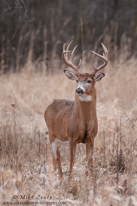 White Tailed Deer Mike Lentz Nature Photography