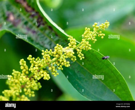 Flower Of Dioscorea Alata Known As Purple Yam Or Greater Yam Selective