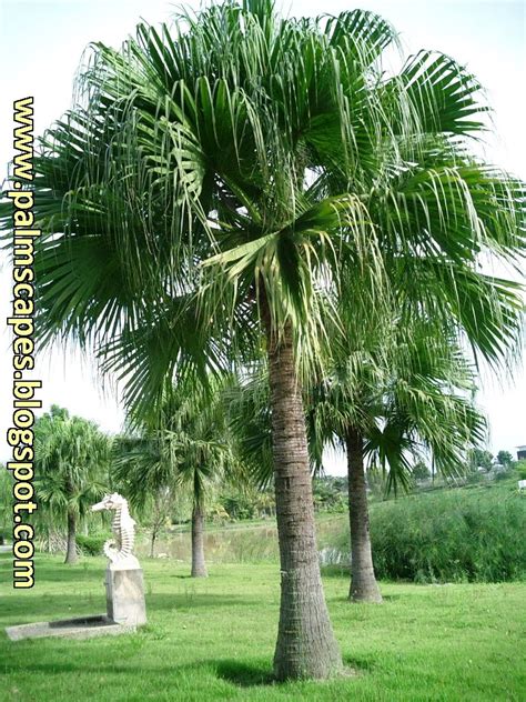 Palmscapes The Ribbon Fan Palm