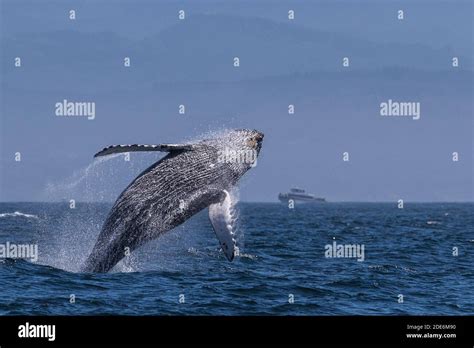 Humpback Whale Breaching Stock Photo - Alamy