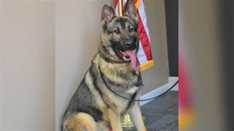 Missouri K 9 Officer Dies After Being Left Inside Hot Car Overnight Tremendous Loss Fox News