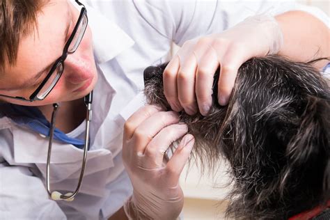 Melanoma Maligno De La Cavidad Oral En Perros