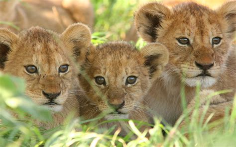 cute lion cubs - Lion cubs Photo (41459596) - Fanpop