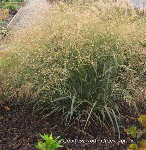 Panicum Virgatum Cape Breeze Pp24895 Cape Breeze Dwarf Switchgrass Ornamental Grasses