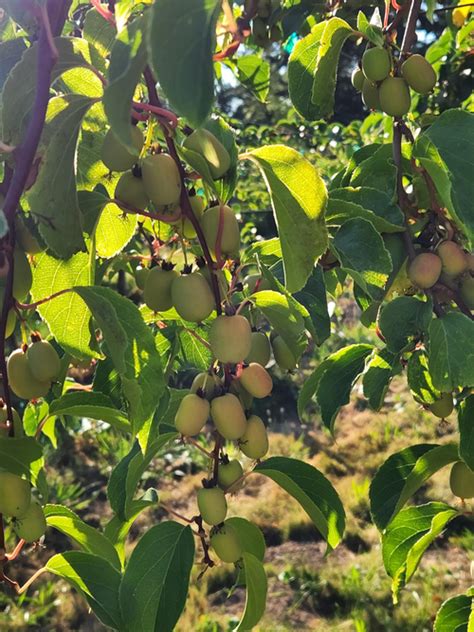 NW-Grown Kiwi Berries — Organically Grown Company