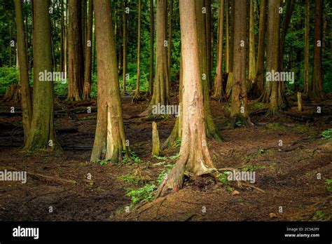 Understory plants hi-res stock photography and images - Alamy