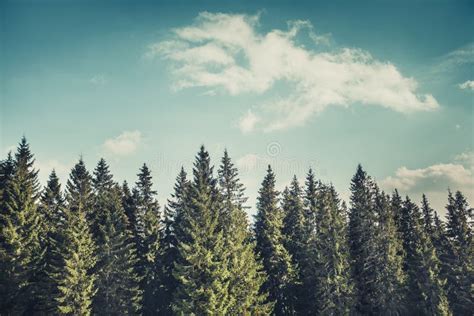 The Rows Of Pine Trees The Carpathians Ukraine Stock Image Image