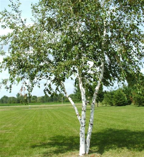 Birch Tree Seeds White Betula Papyifera Native Canadian Tree 20 Seeds Ebay