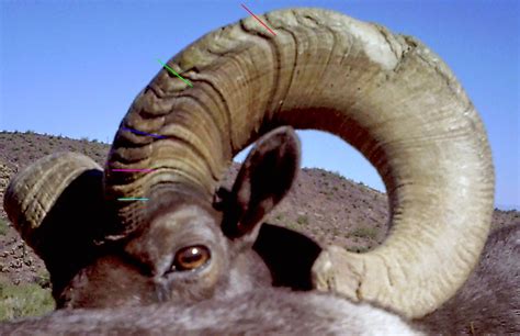 Jay Scott Outdoors Desert Bighorn Sheep Scoring And Field Judging