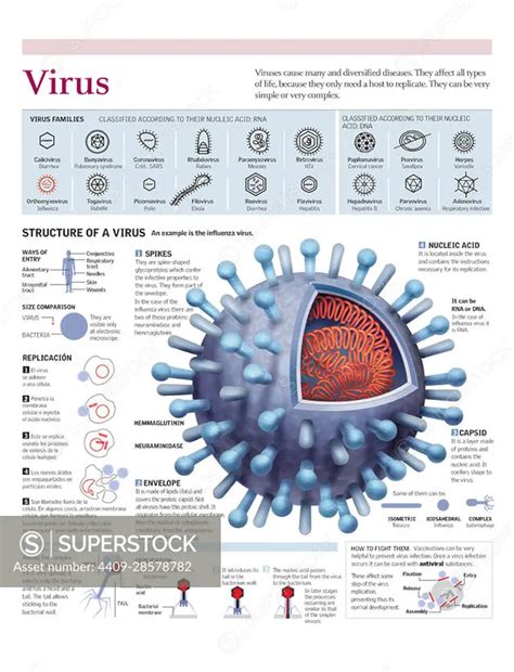 Infographics Of The Structure Of The Influenza Virus The Classification Of Viruses And Their