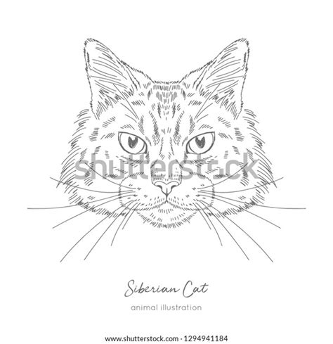 Symmetrical Vector Portrait Illustration Siberian Cat Vector De Stock