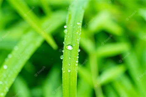 Premium Photo Dew Drops On Grass After Rain In Summer Close Up