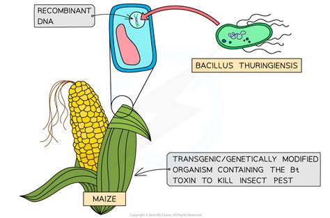 Recombinant Dna Technology Aqa A Level Biology Revision Notes 2017