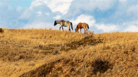 Wild Horses in Theodore Roosevelt National Park 13598441 Stock Photo at ...